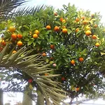 Dominion Estepona